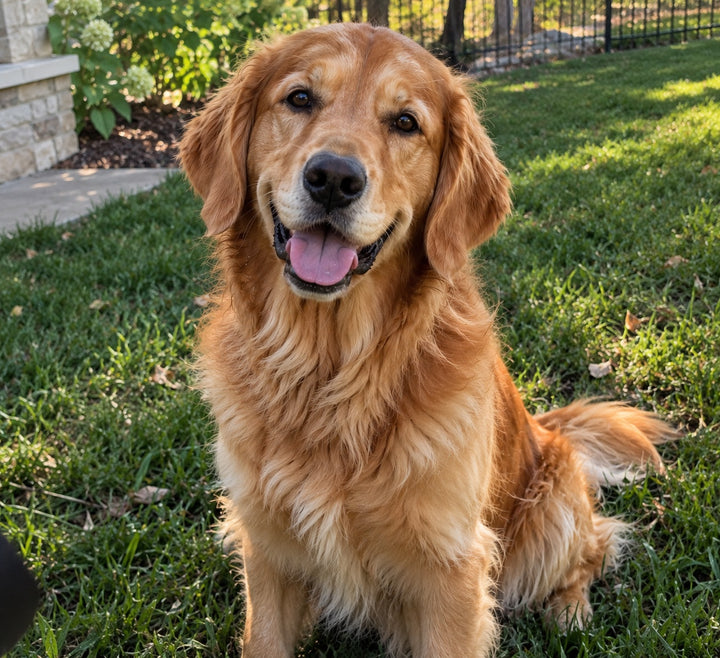 Original golden retriever pet photo used to design a Wear Your Pet custom scrub cap, any dog, cat, horse or pet welcome